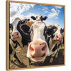 Funny Cow Selfie by The Creative Bunch Studio