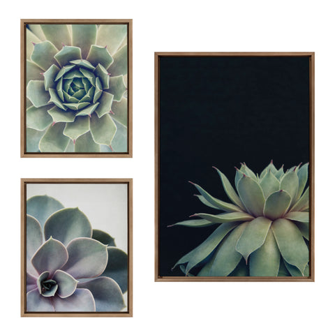 Sylvie Succulent Framed Canvas Set by Emiko and Mark Franzen of F2Images