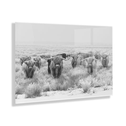 Herd of Highland Cows BW Floating Acrylic Art by The Creative Bunch Studio