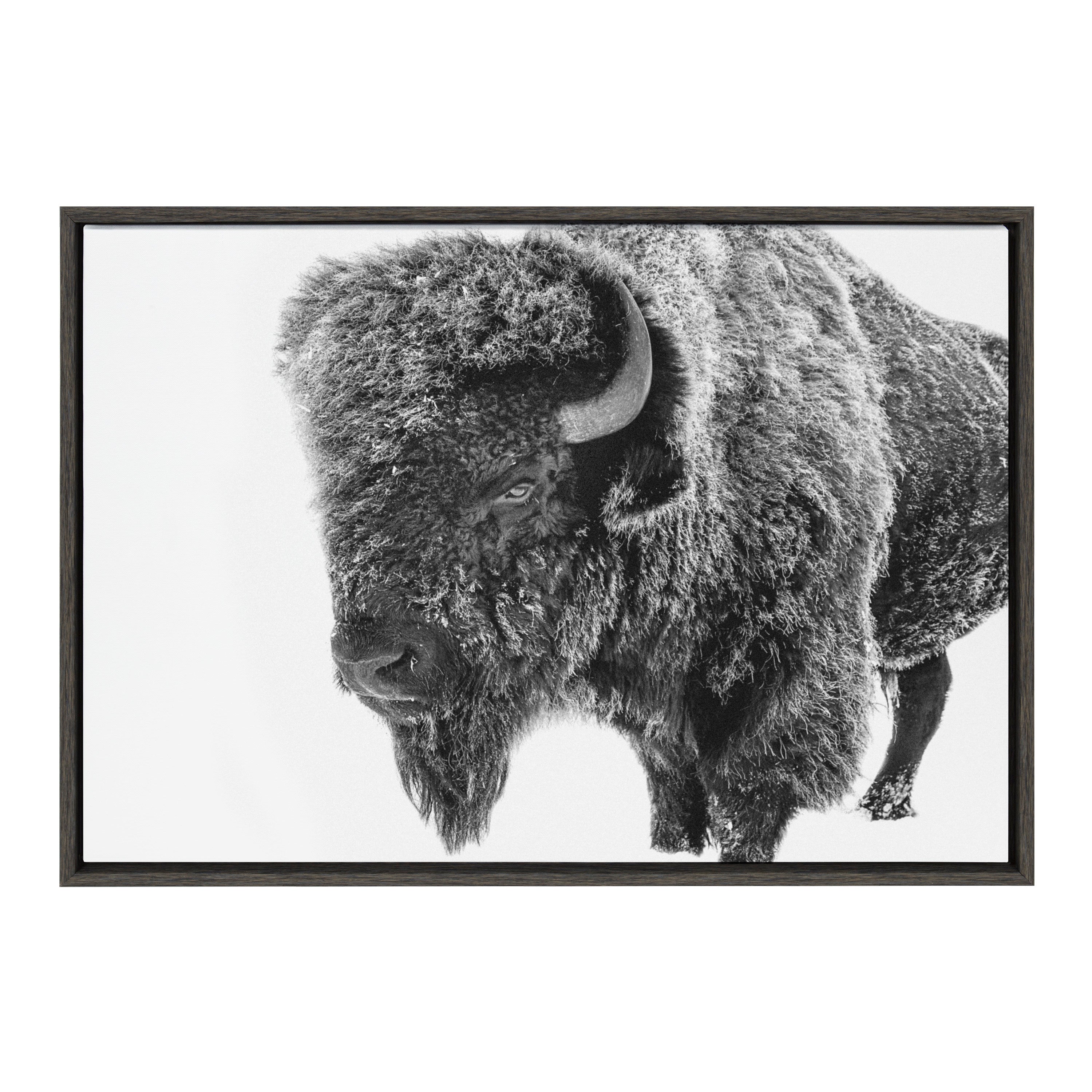 Kate and Laurel Sylvie Bison in Snow Black and White Framed Canvas Wall Art  by Amy Peterson Art Studio, 23x33 Gray, Modern Animal Portrait Art for Wall  – kateandlaurel